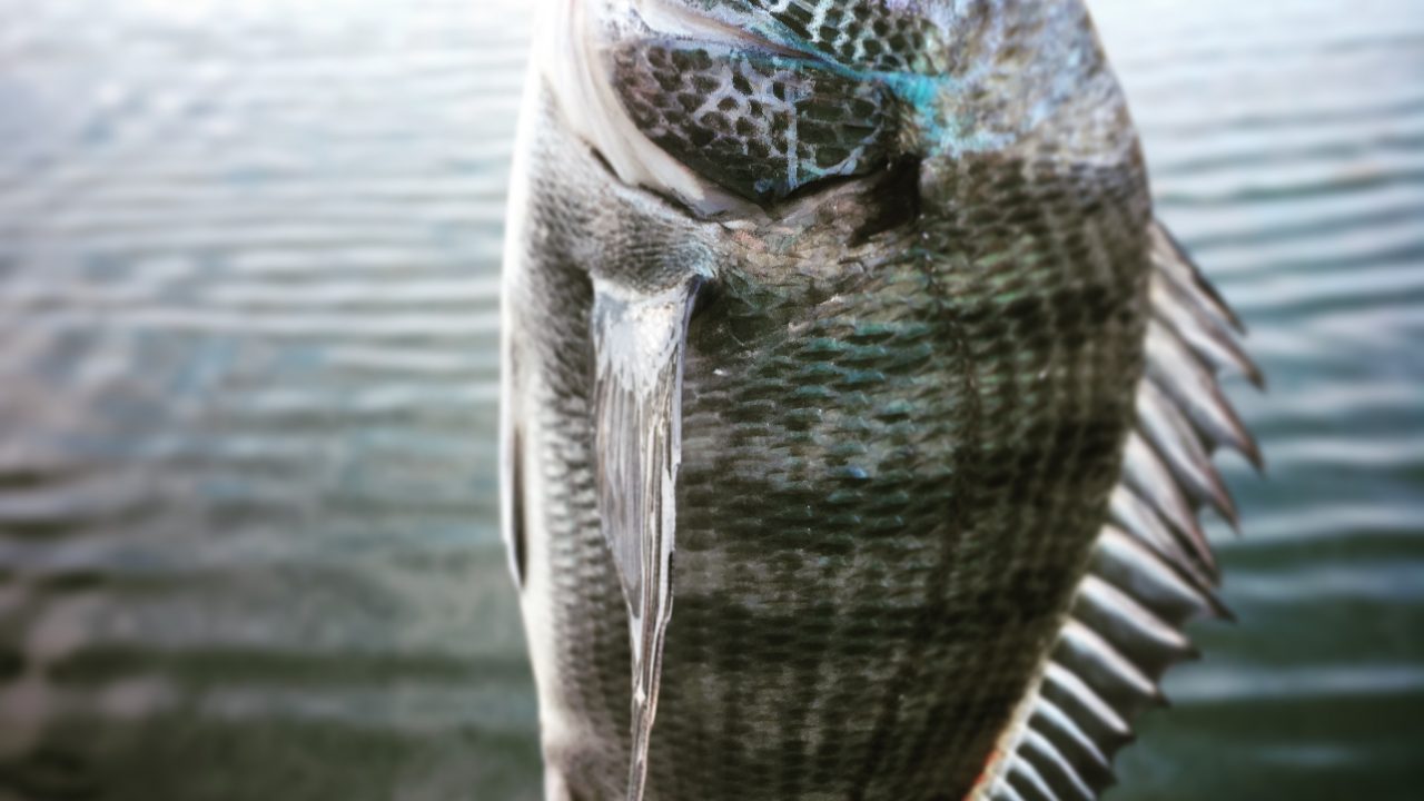 夏チニング 淡路島河川 トップルアー ポッパー でゲット 食う 釣る 遊ぶ