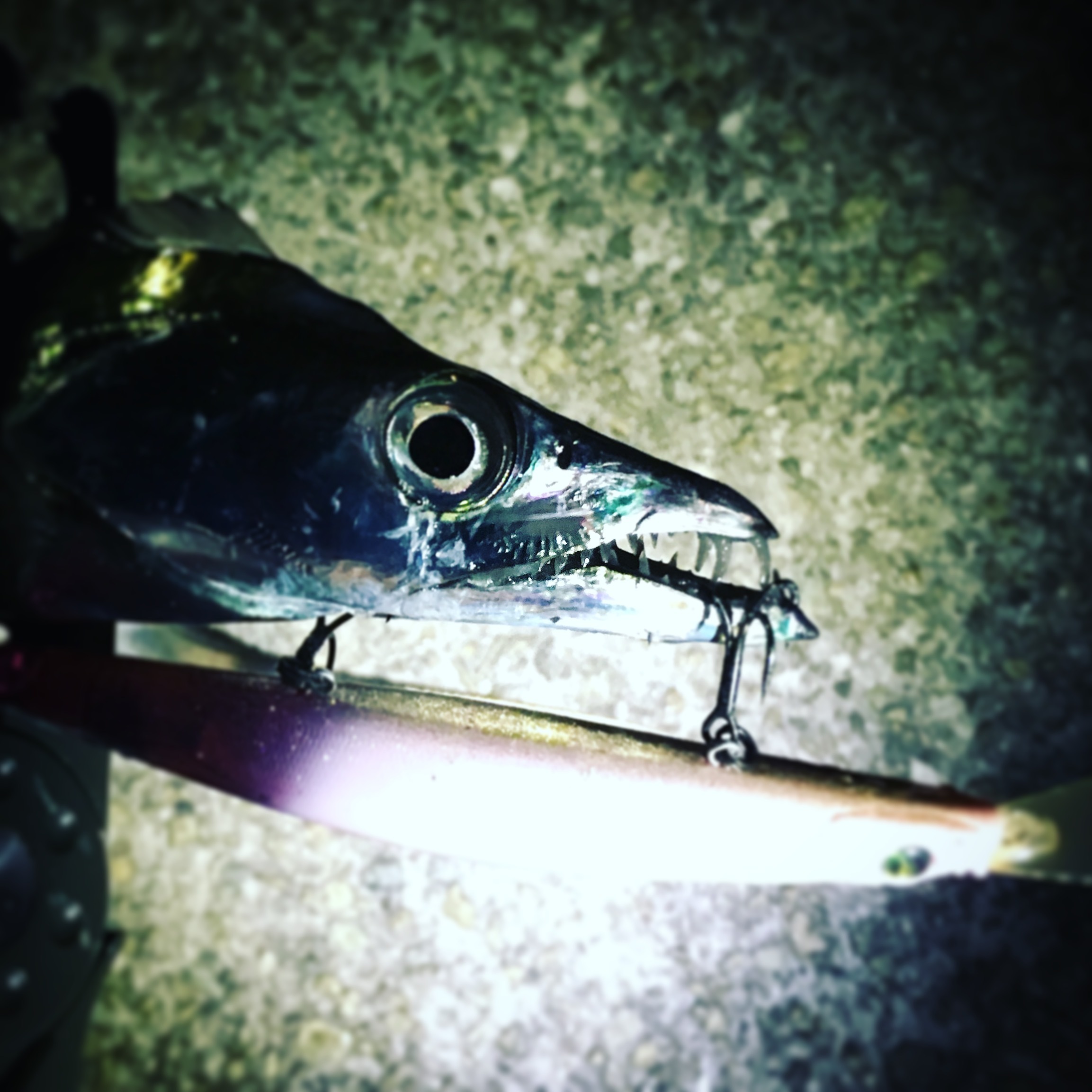 初冬の二枚看板 アオリイカ タチウオwゲット In淡路島 釣りと遊びと