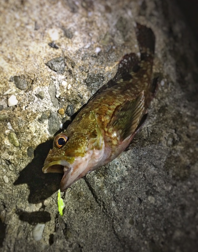 ブリーデンのビーバイブで釣った20cmオーバーのガシラ(2017.05)