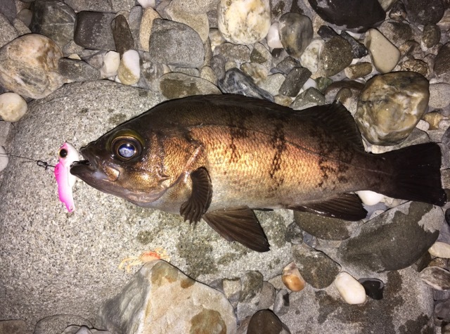 ビーバイブで釣れたメバル18cm（2017.5)