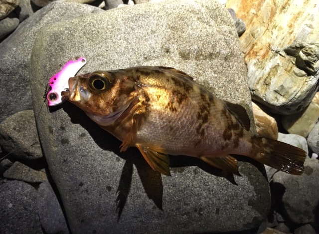 ビーバイブで釣れたメバル18cm（2017.5)