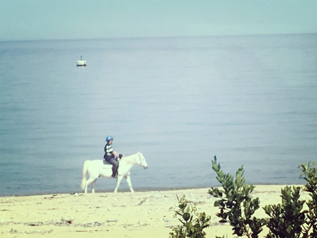 淡路島クルマカフェ28の窓から見えた乗馬風景