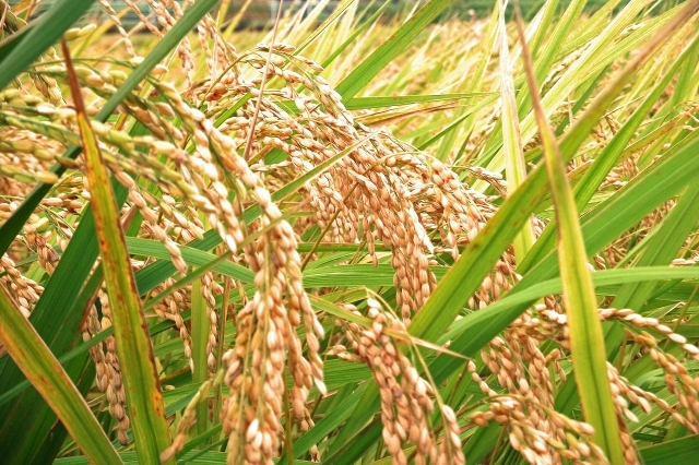 豊作の稲（お米）