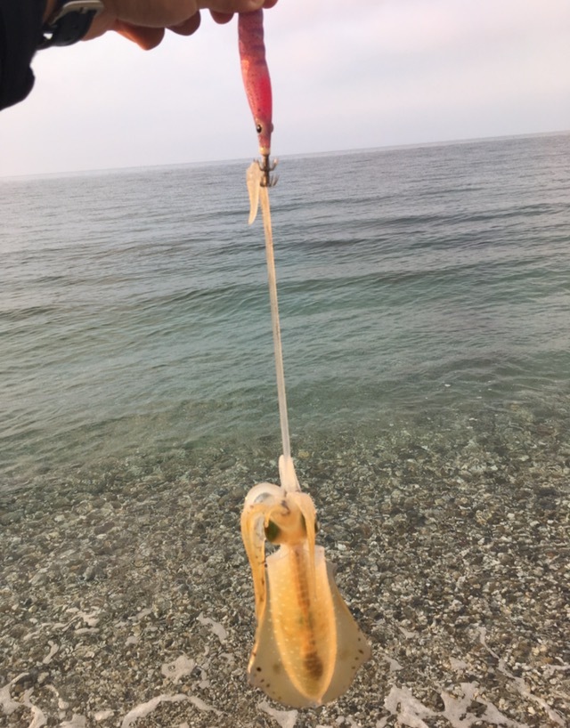 サーフで釣れたアオリイカ17cmとエギーノぴょんぴょん（2017.9)
