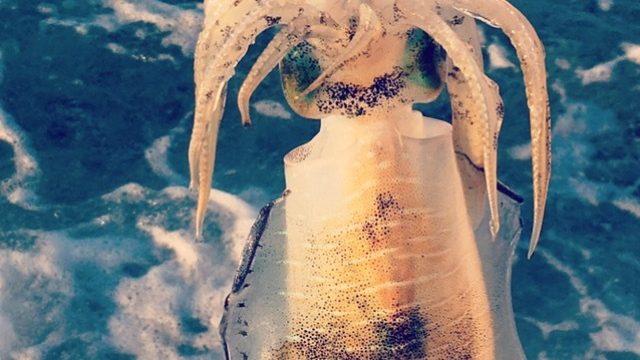 エギングで釣れたサーフアオリイカ(2017.9)