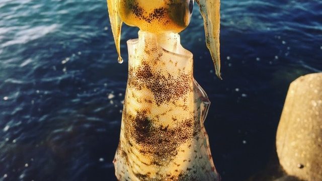 シャローで釣れたアオリイカ12cm(2017.10)