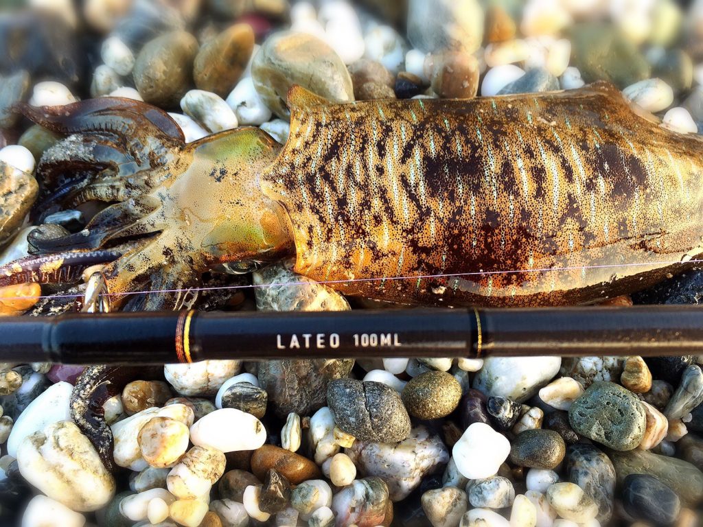 初心者向けおすすめロッド！ダイワのラテオ100MLは万能 | 食う・釣る・遊ぶ