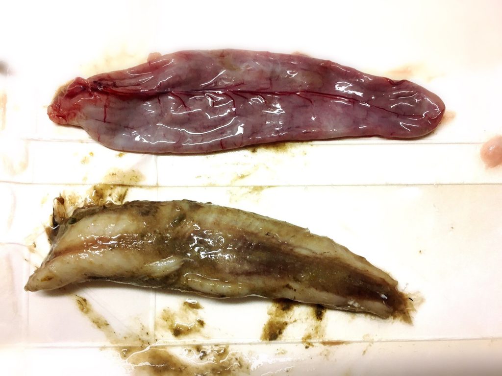 ツバス42cmのパンパンな胃袋から出てきた魚15cm（マイワシ？）