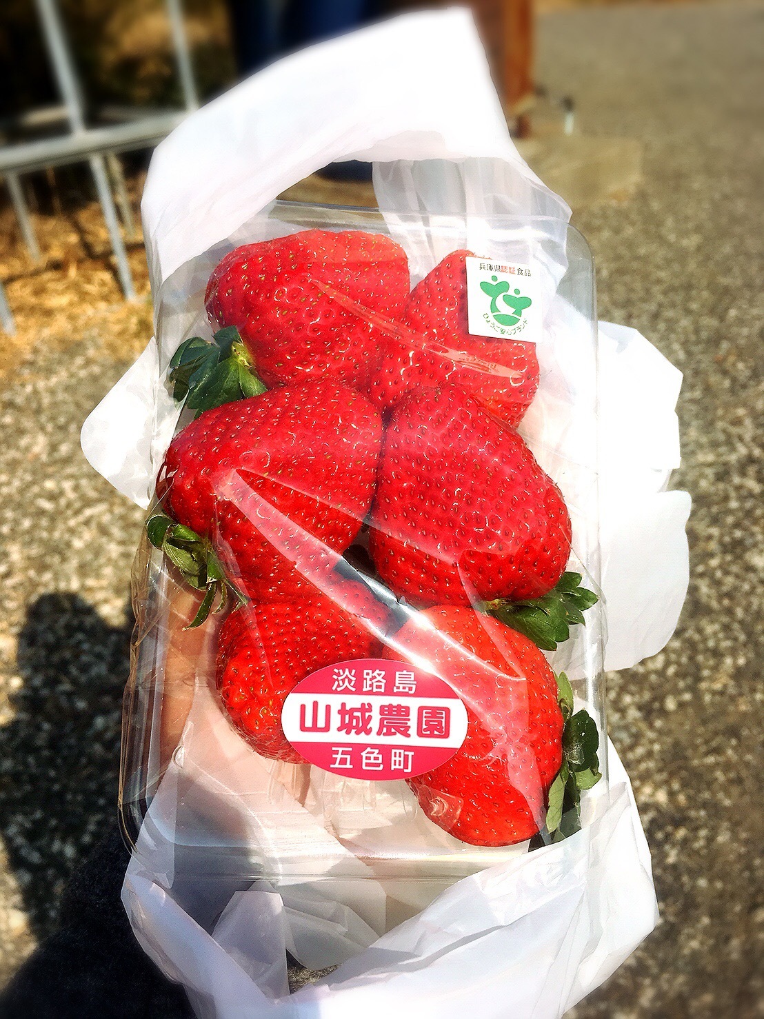 山城農園のいちご（１パック５００円）