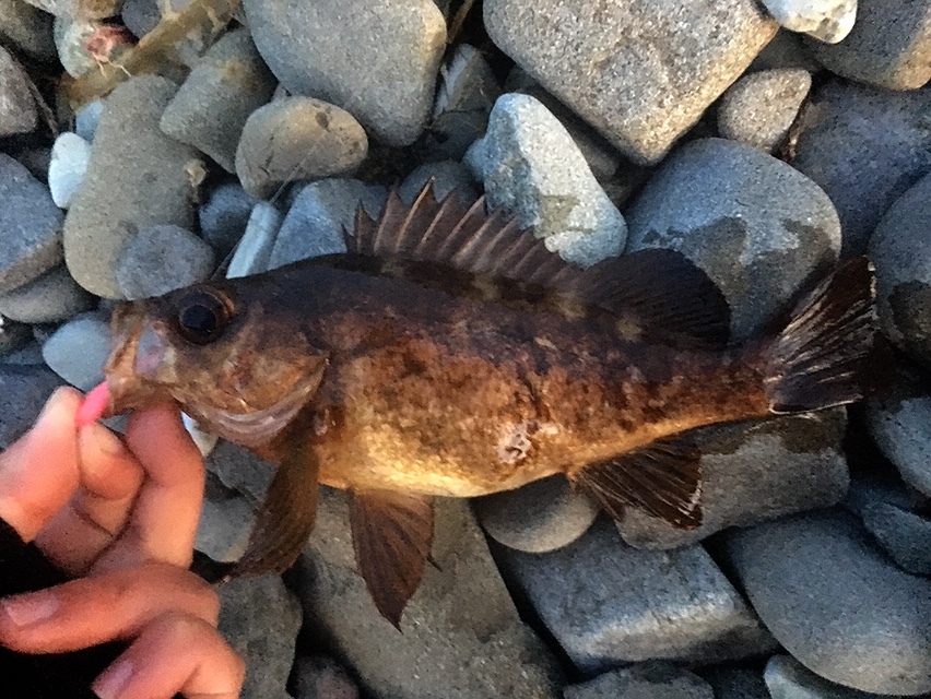 ダックフィンビームで釣った赤メバル23cm（2018.3)