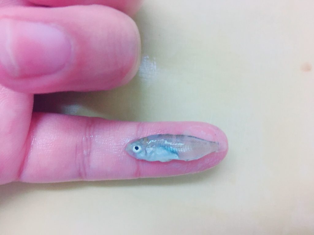 ガルプサンドワームと1gレンジクロスヘッドで釣ったサバ23cmの胃から出てきたメバルの稚魚2.5cm（2018.4)