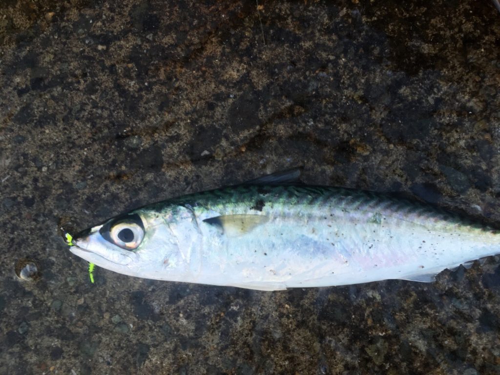 ガルプサンドワームと1gレンジクロスヘッドで釣ったサバ23cm（2018.4)