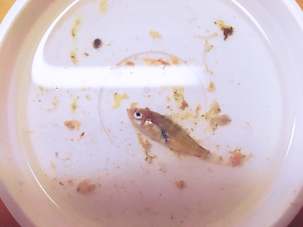 ガルプサンドワームと1gレンジクロスヘッドで釣ったサバ23cmの胃から出てきたメバルの稚魚2.5cm（2018.4)