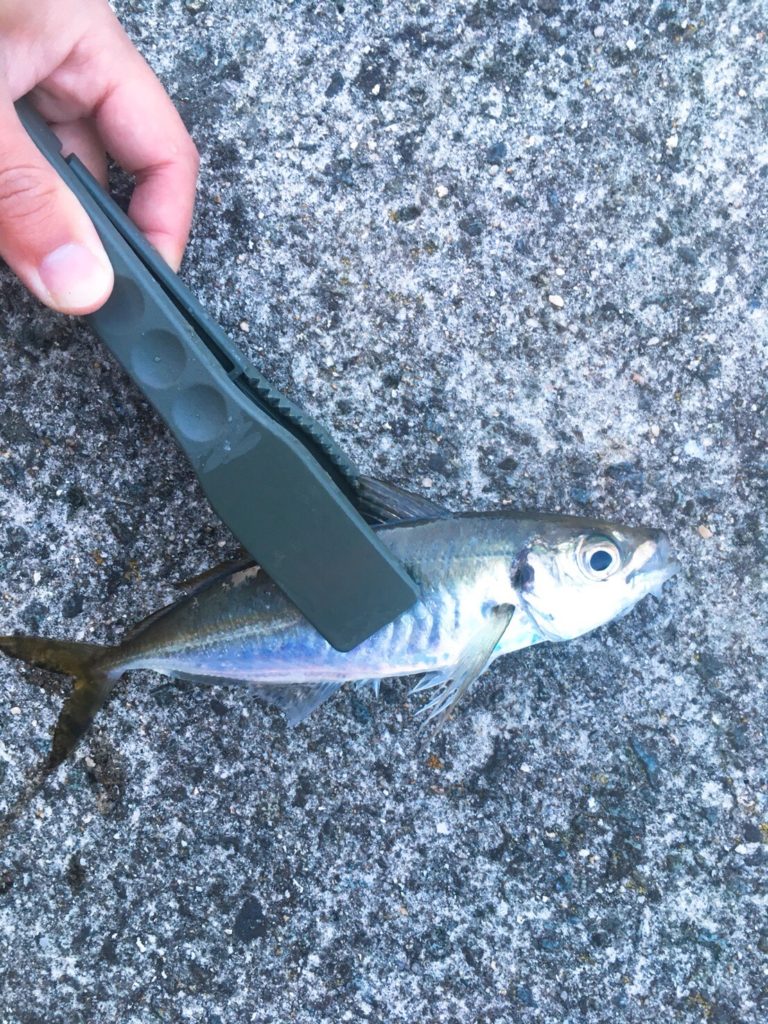 ガルプサンドワームと1gレンジクロスヘッドで釣ったアジ22cm（2018.4)