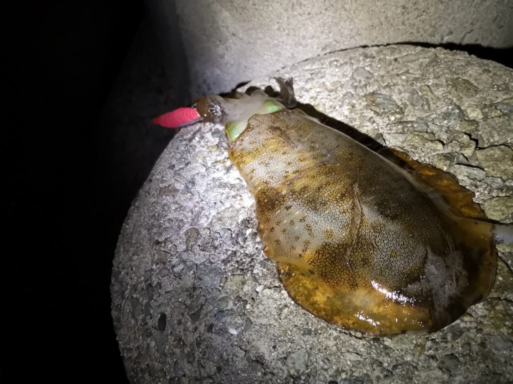 イージーキューキャストランガンマヅメマスターで釣ったアオリイカ333g（2018.11)