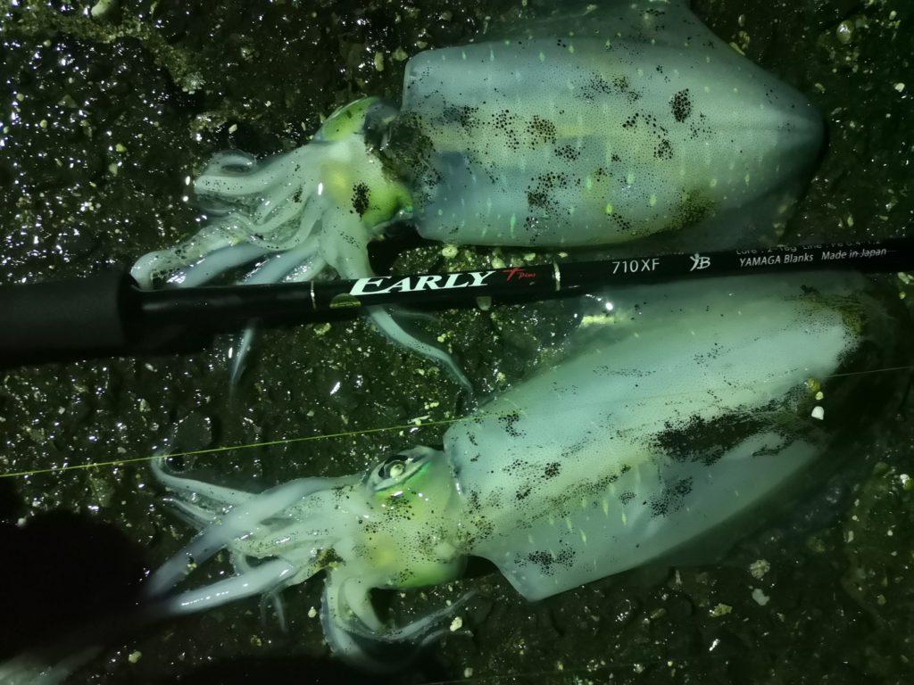 アーリープラス710ダガーで釣ったアオリイカ207gと333g（2018.11)