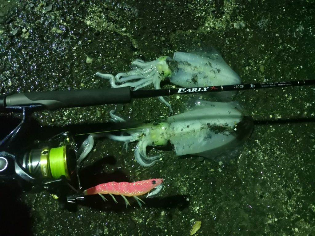 アーリープラス710ダガーとイージーキューキャストランガンで釣ったアオリイカ207gと333g（2018.11)
