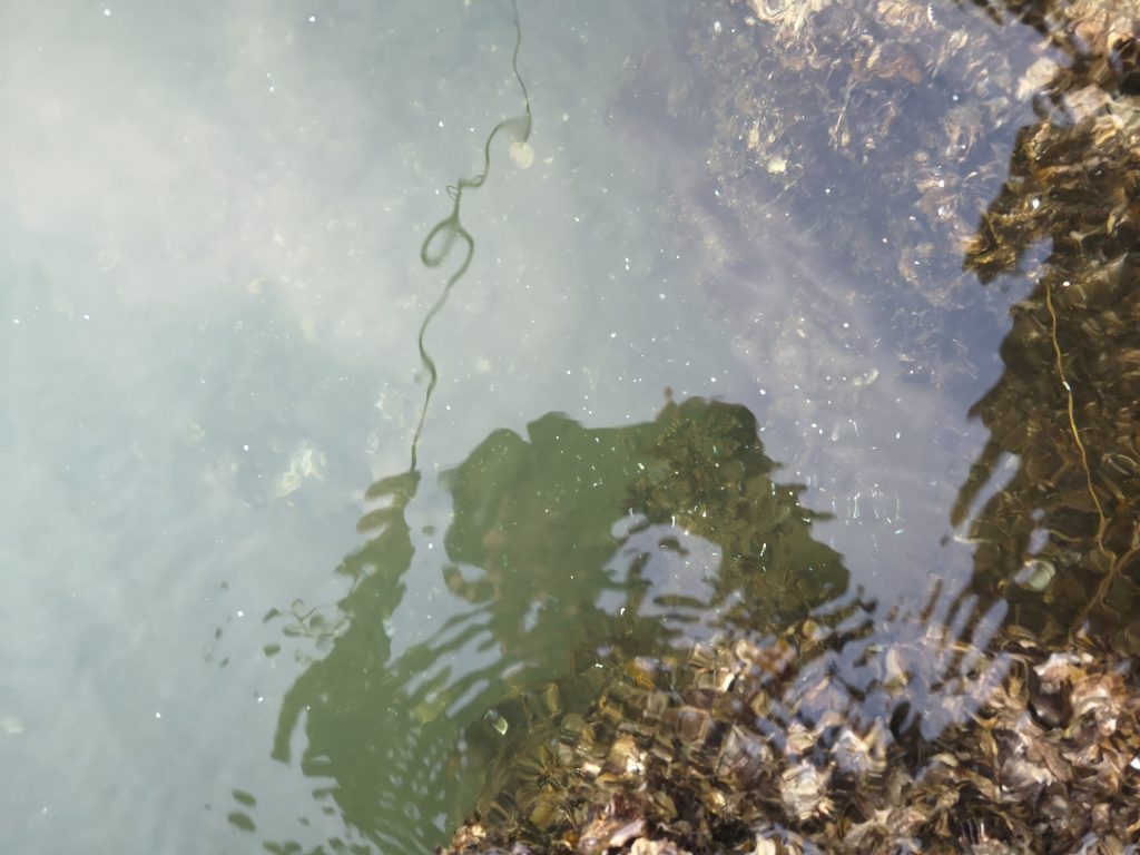 カタクチイワシの鱗が散っている水中(2018.12)