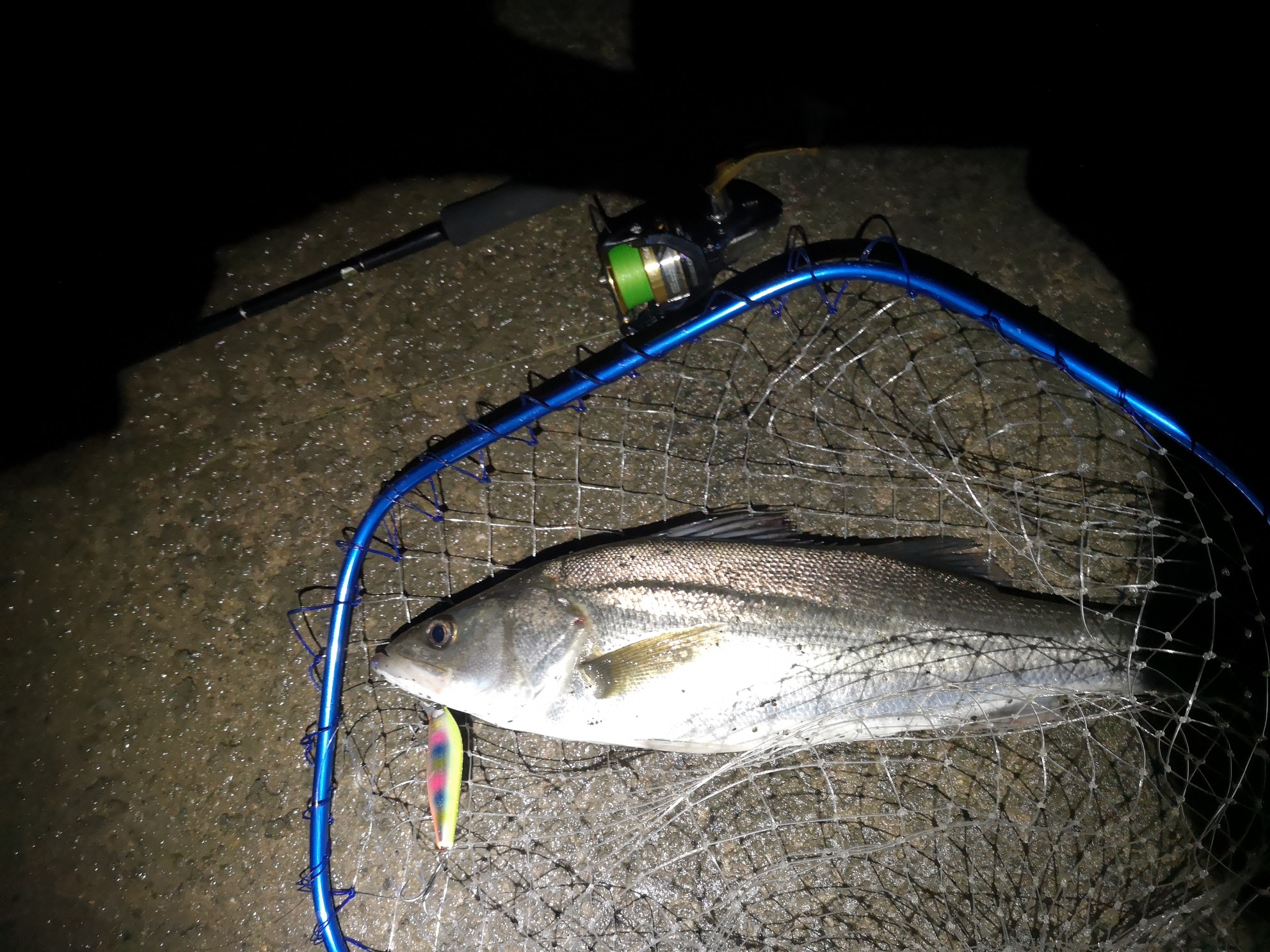 ２０１９年初釣りは初キャストでシーバスゲット 幸先良し 釣りと遊びと