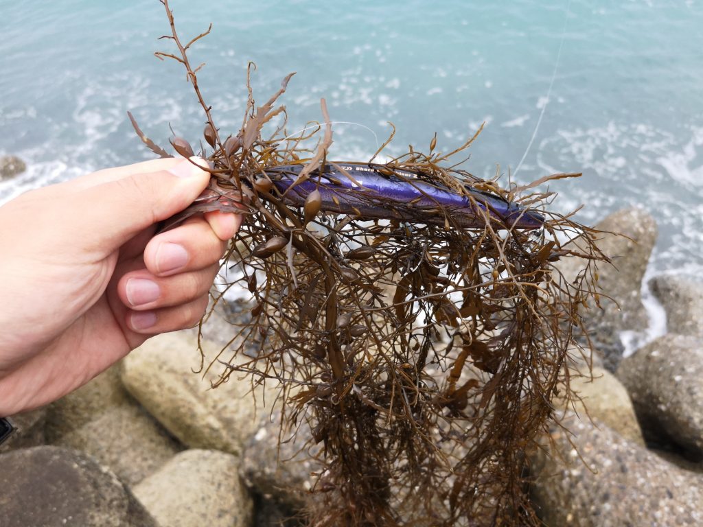 セットアッパー145SDRとちぎれた海藻ホンダワラ（2019.4)
