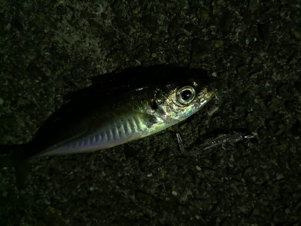 アジリンガーで釣ったアジ13cm(2019.4)