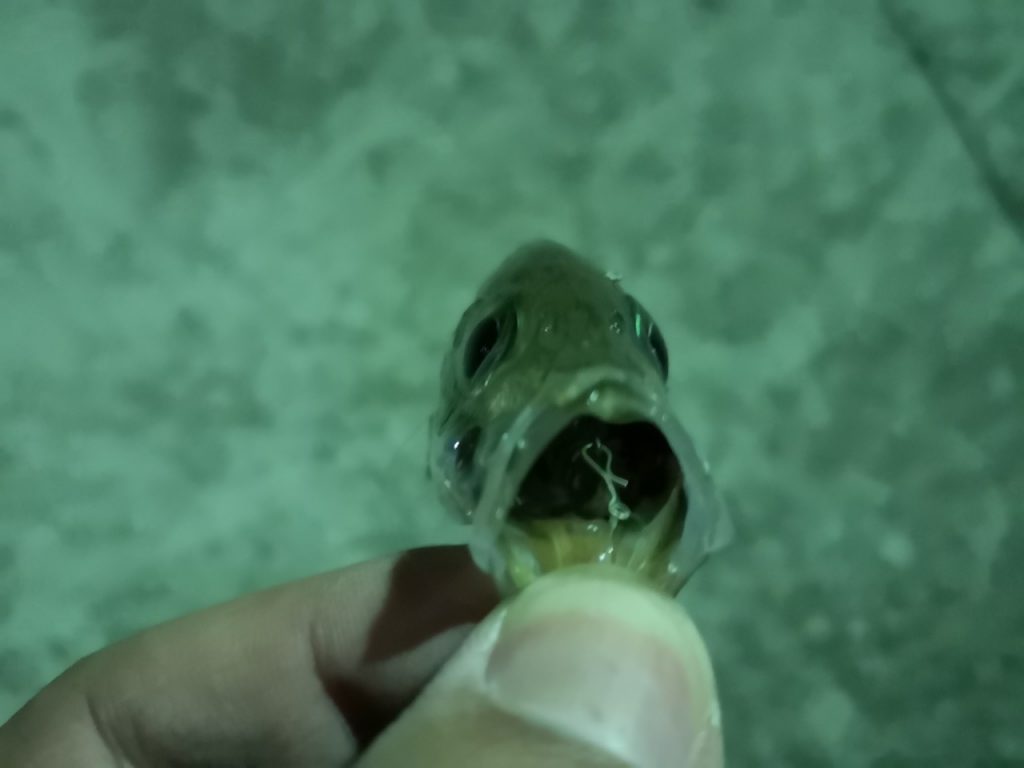 アミアミ1.5インチのトゥイッチで釣ったアジ15cm丸呑み(2019.4)