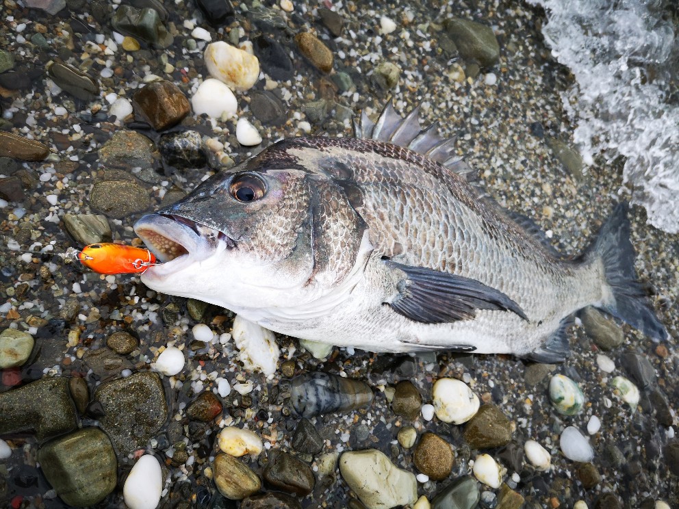クロナッツ67で釣ったチヌ44cm(2019.8)