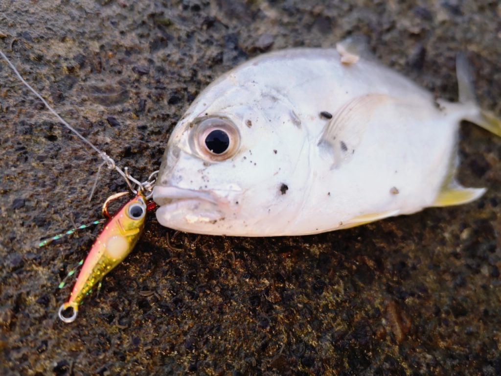 アゴメタルで釣ったメッキ15cm(2019.10)