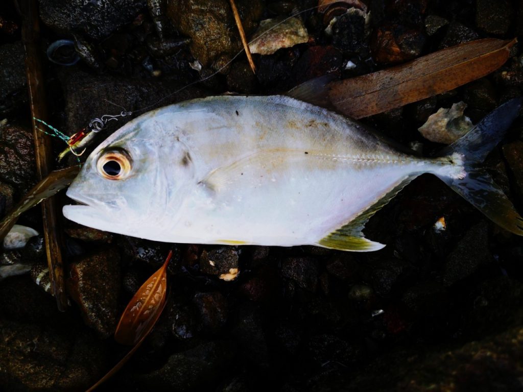 スロープにてジャコイチで釣ったメッキ15cm（2019.10)