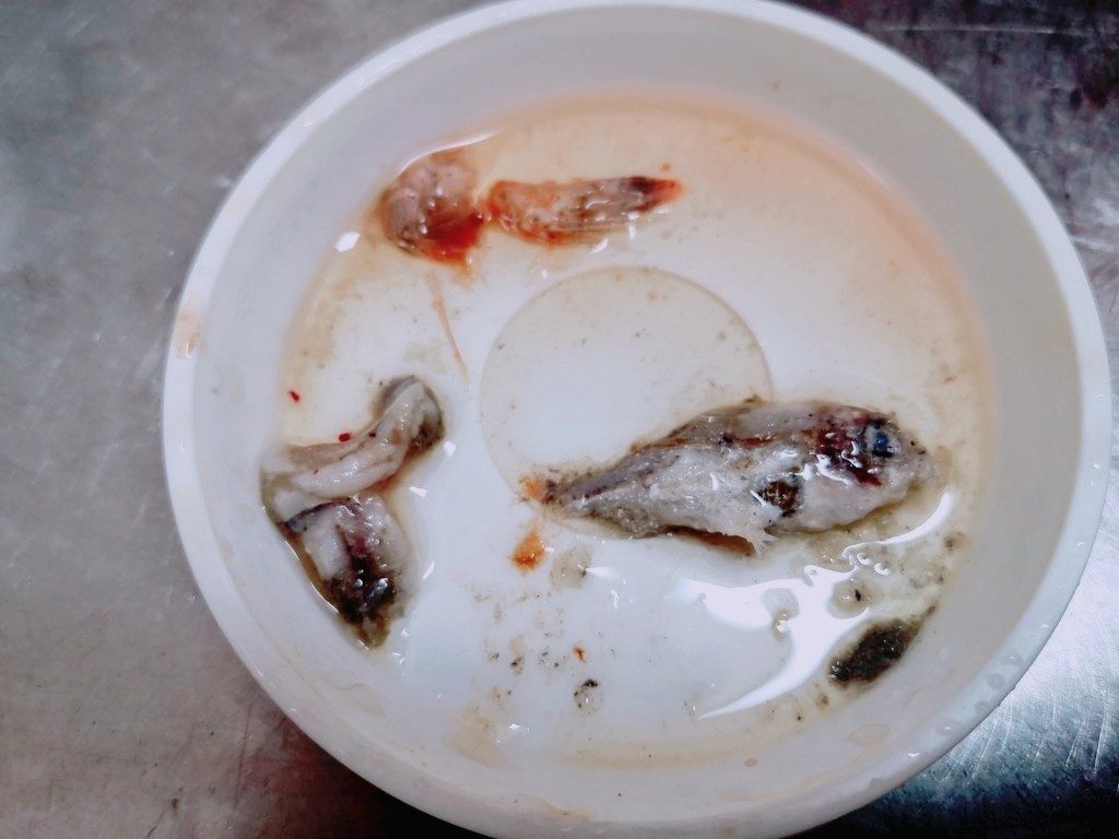 夕マヅメにメッキ4枚釣った胃の中から出てきたフナやエビ(2019.10)