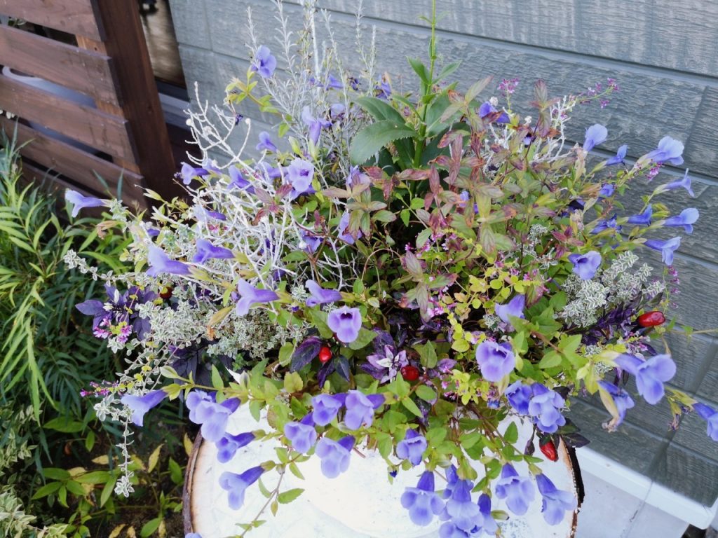 プランツカフェコハルビヨリの花