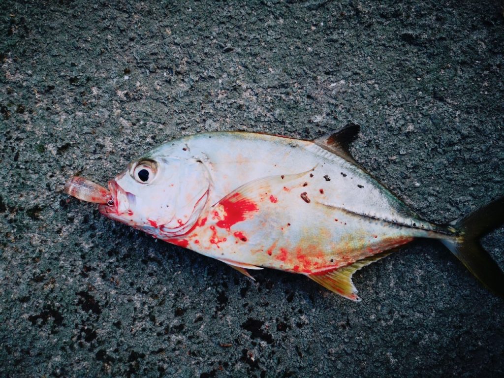 濁り潮の夕マヅメにメッキ15枚釣った日にクリスタルポッパー30Sで釣ったメッキ（2019.10)