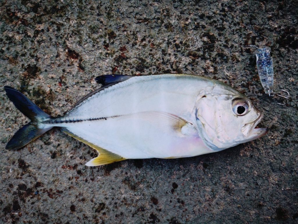 濁り潮の夕マヅメにメッキ15枚釣った日にクリスタルポッパー30Sで釣ったメッキ（2019.10)