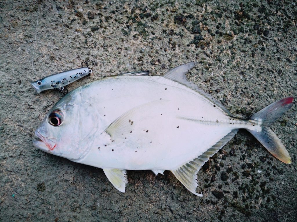 濁り潮の夕マヅメにメッキ15枚釣った日にペンシルポッパーで釣ったメッキ（2019.10)