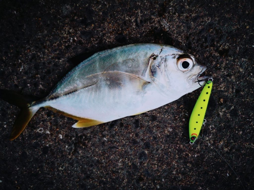 濁り潮の夕マヅメにメッキ15枚釣った日にレイジーソリッドで釣ったメッキ（2019.10)