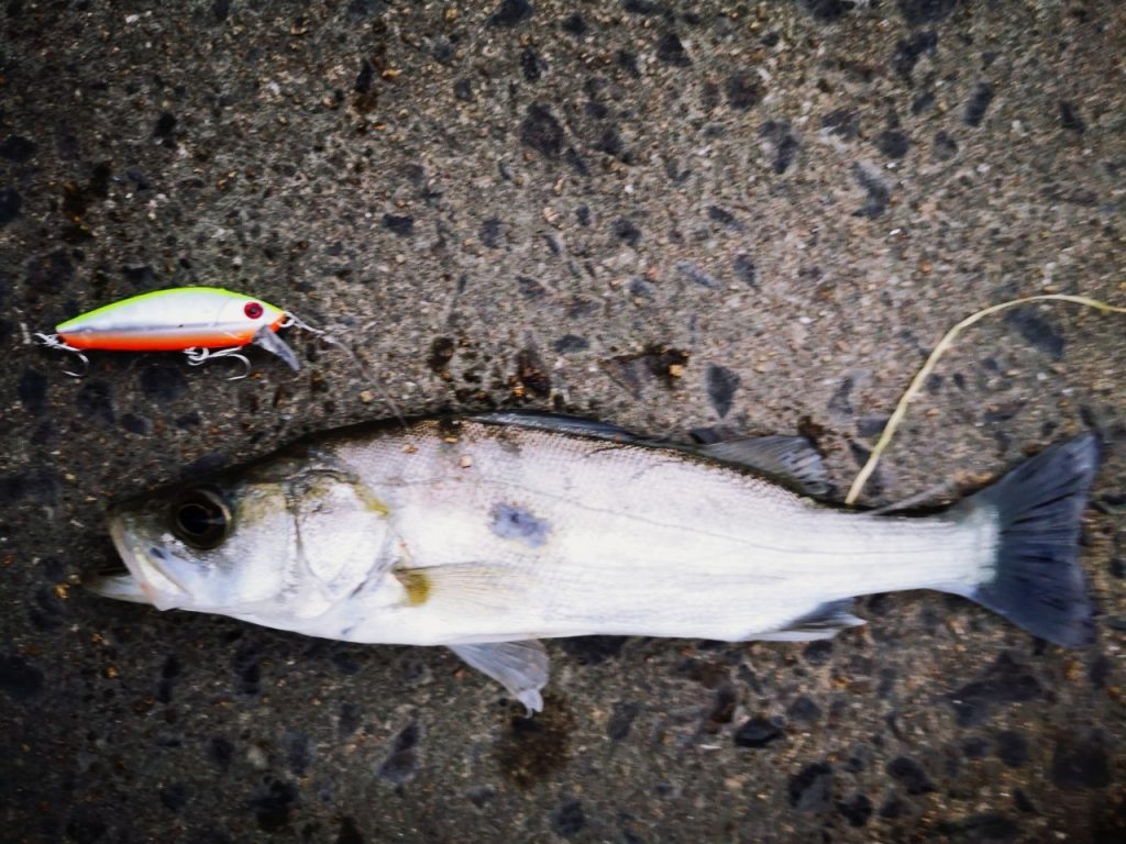 濁り潮の夕マヅメにメッキ15枚釣った日にティロミノーで釣ったセイゴ（2019.10)