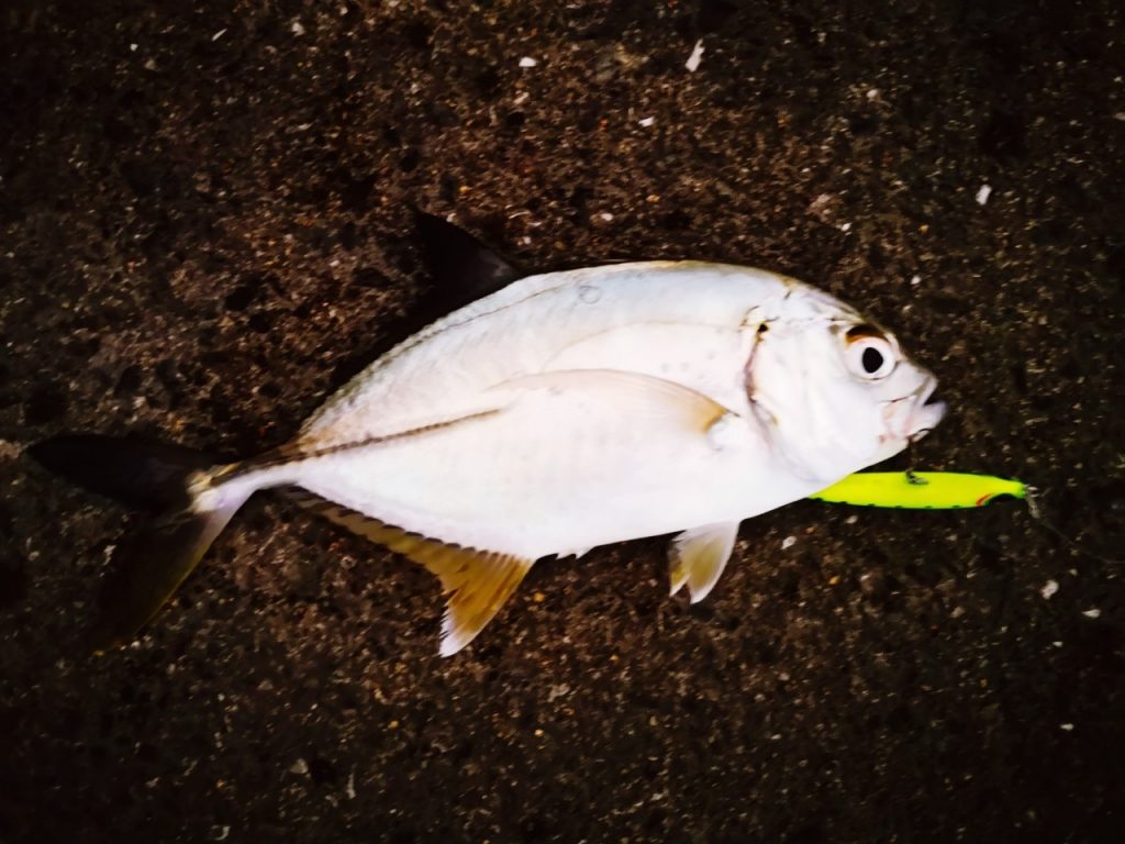 濁り潮の夕マヅメにメッキ15枚釣った日にレイジーソリッドで釣ったメッキ（2019.10)