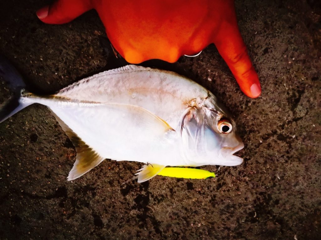 濁り潮の夕マヅメにメッキ15枚釣った日にレイジーソリッドで釣ったメッキ23cm（2019.10)