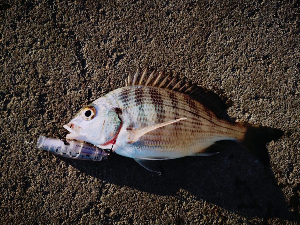 夕マヅメにメッキ9枚釣った日にペンシルポッパーで釣ったチヌ12cm(2019.10)