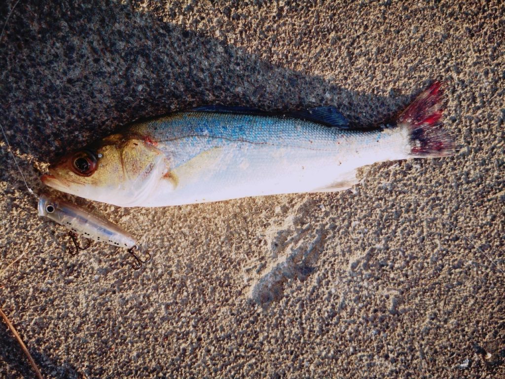 夕マヅメにメッキ9枚釣った日のペンシルポッパーとセイゴ(2019.10)