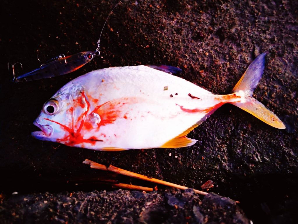 夕マヅメにメッキ9枚釣った日にレイジーソリッドで釣ったメッキ(2019.10)