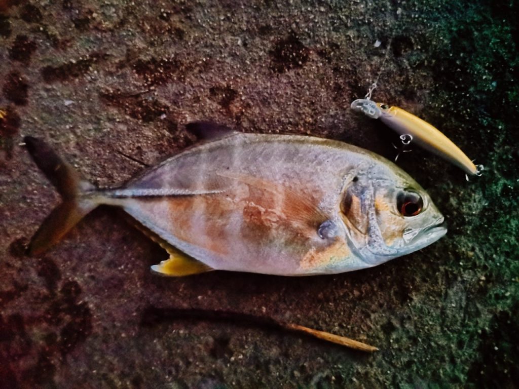 夕マヅメにメッキ9枚釣った日にエバミノーで釣ったメッキ(2019.10)