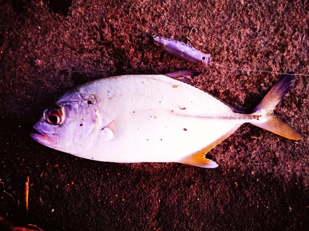 夕マヅメにメッキ9枚釣った日にペンシルポッパーで釣ったメッキ(2019.10)