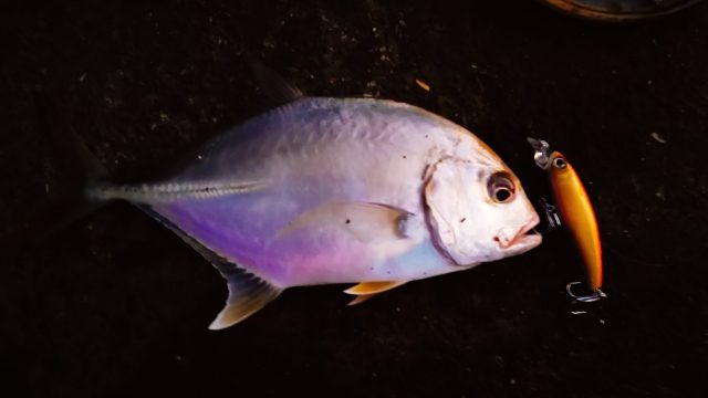 夕マヅメにメッキ9枚釣った日にエバミノーで釣ったメッキ(2019.10)