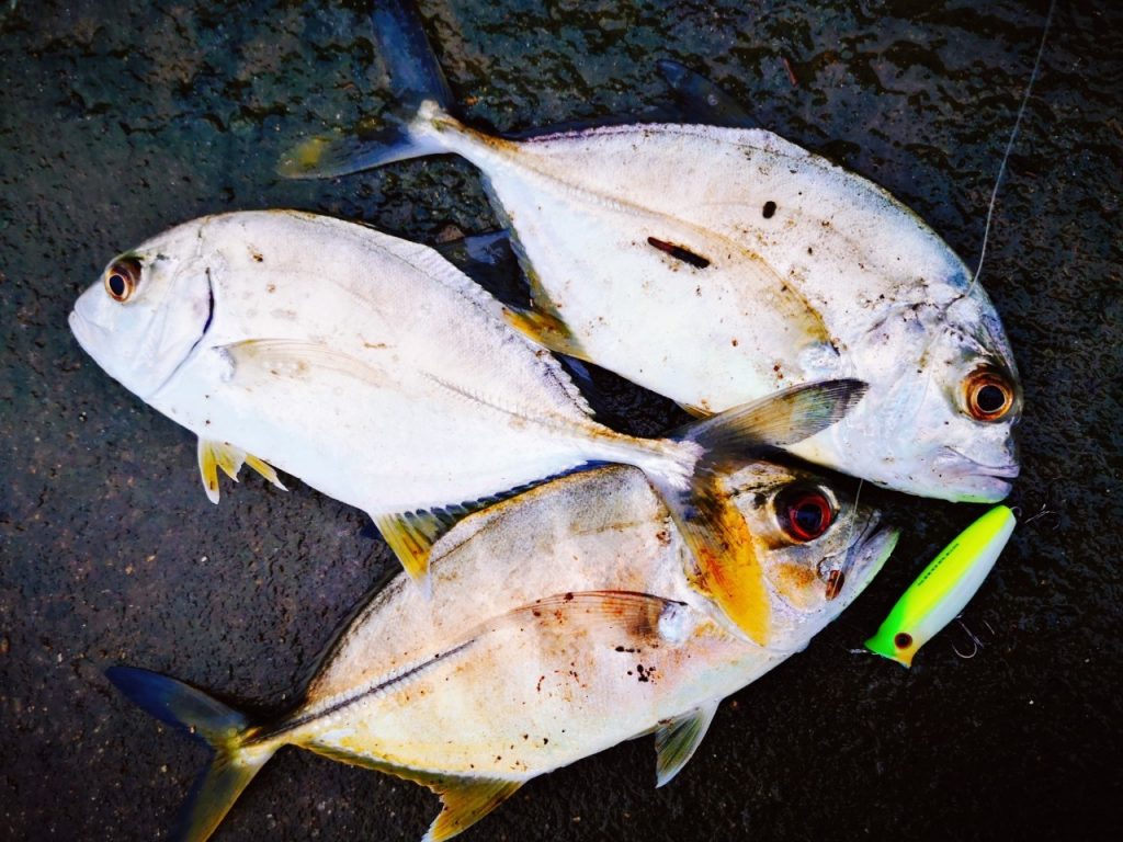 雨上がりの朝マヅメにメッキ10枚釣った時のメッキ3枚とペンシルポッパー（2019.10)