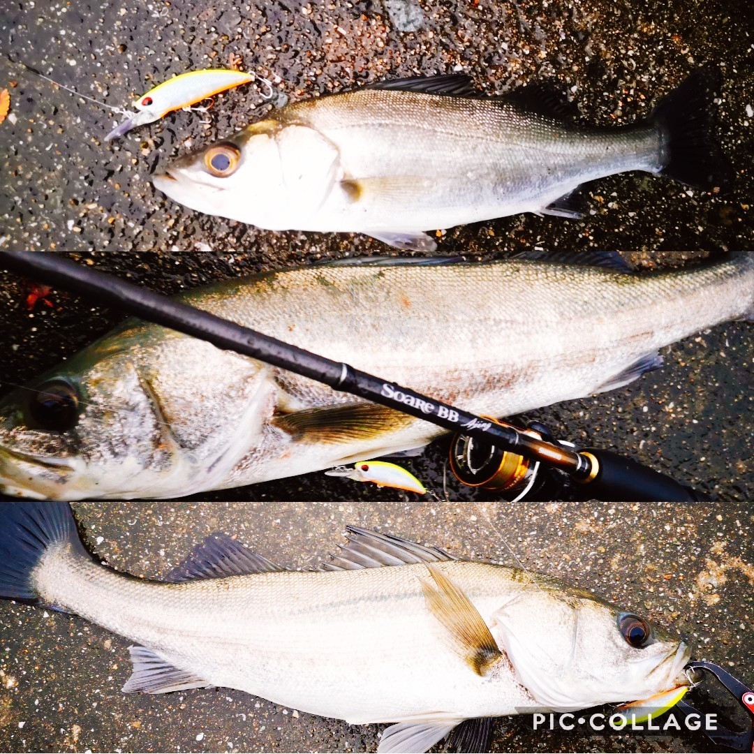 淡路島ライトゲームでまさかのシーバス連発 恵みの雨を味方につけろ 食う 釣る 遊ぶ