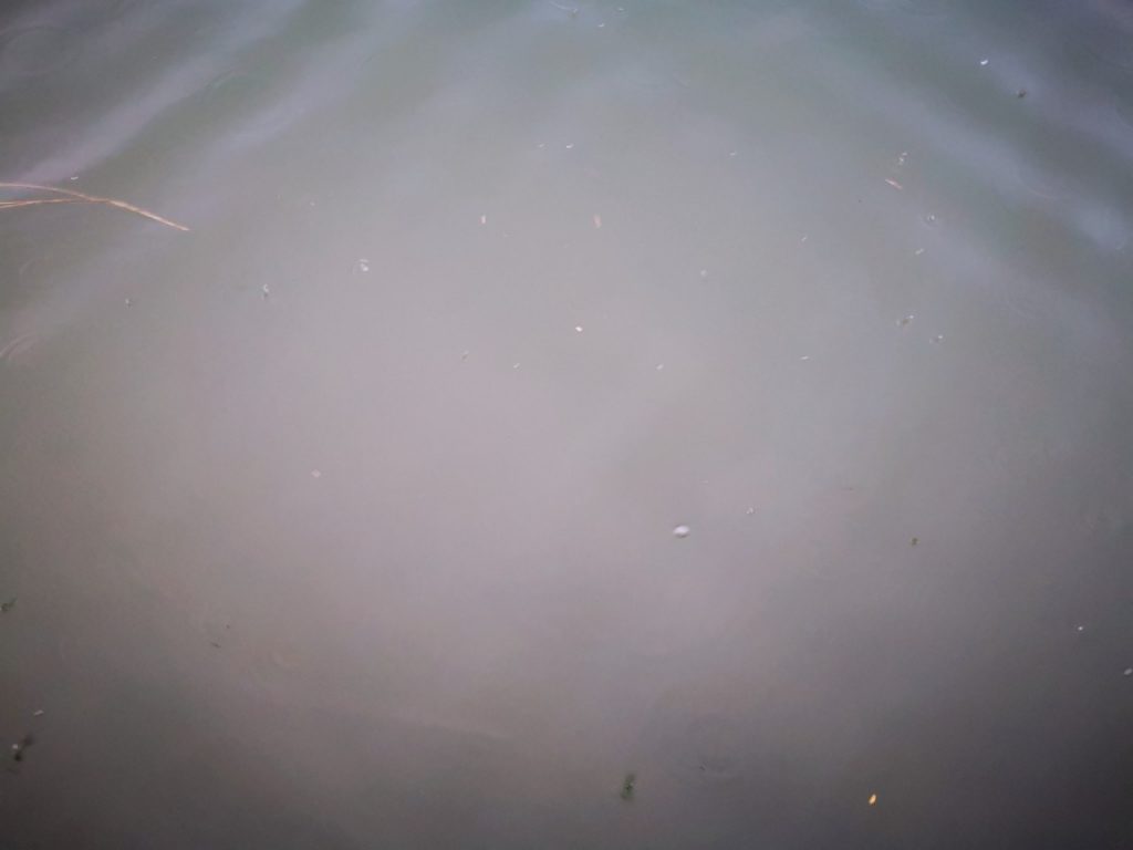 トトシャッドでシーバス3本釣った水面（2019.10)