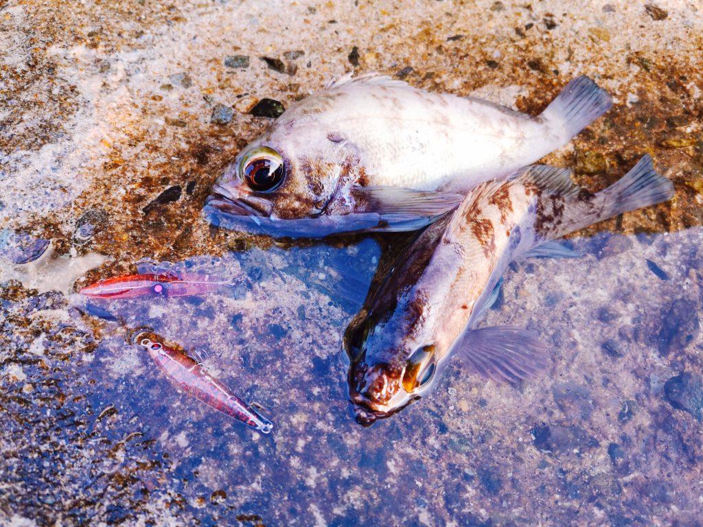 朝マヅメにユーリとレイジーソリッドで釣ったメバル19cm,21cm(2020.3)