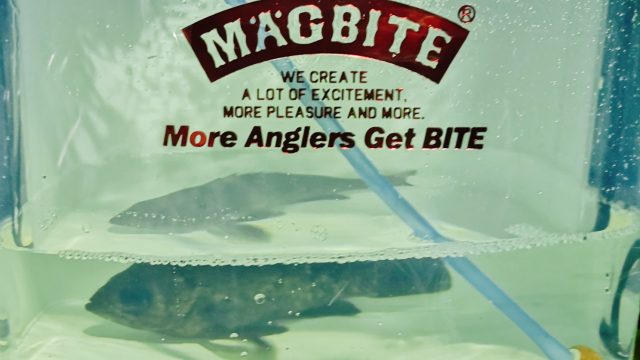 フロートリグのメバルつくしで釣ったメバル17cmとマグバイトのライブウェル(2020.2)