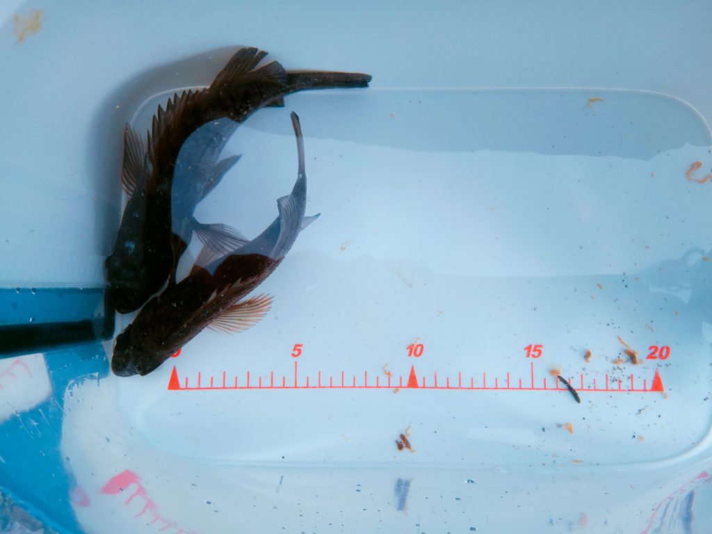 朝マヅメにゴロタでユーリで釣ったメバル12cm,14cmを入れたマグバイトのランガンライブウェル(2020.3)